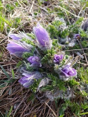 Pulsatilla vulgaris