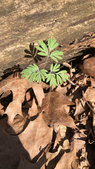 Dicentra canadensis