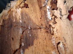Diptera