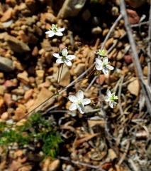 Pharnaceum aurantium