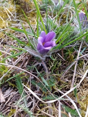 Pulsatilla vulgaris