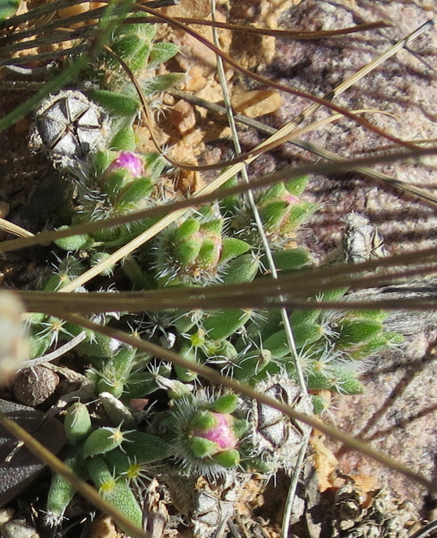 Trichodiadema densum (Haw.) Schwantes 2