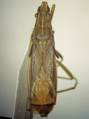 Darmistus subvittatus