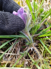Pulsatilla vulgaris