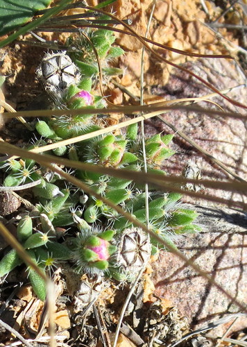 Trichodiadema densum, photograph 2