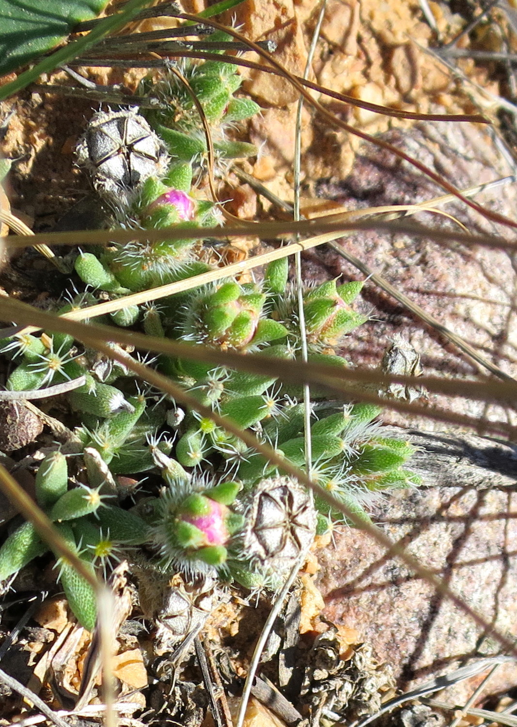 Trichodiadema densum 2