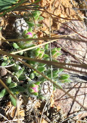 Trichodiadema densum