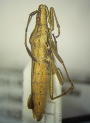 Darmistus subvittatus