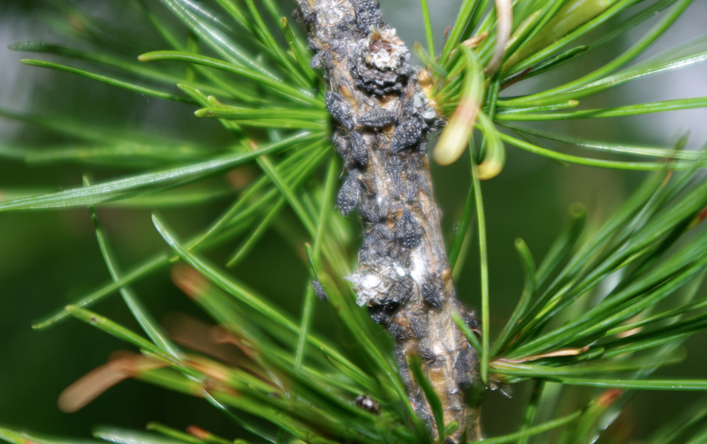 Speckled Larch Aphid