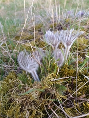 Pulsatilla vulgaris