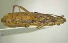 Darmistus subvittatus