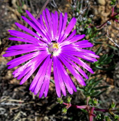Lampranthus affinis