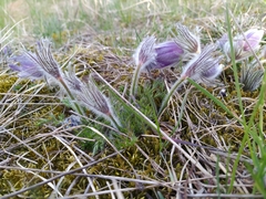 Pulsatilla vulgaris