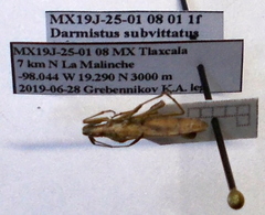 Darmistus subvittatus