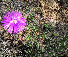 Lampranthus affinis