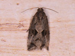 Endothenia nubilana