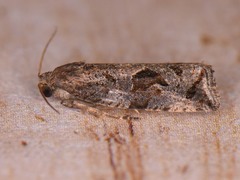 Endothenia nubilana