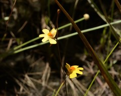 Utricularia chrysantha