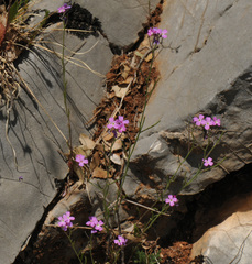 Malcolmia graeca