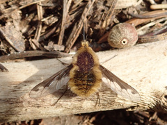 Bombylius fimbriatus
