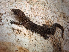 Hemidactylus angulatus