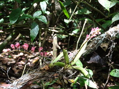 Rodriguezia lanceolata