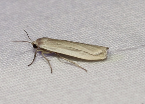 Crambidia myrlosea Dyar, 1917