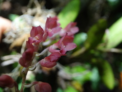 Rodriguezia lanceolata