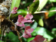 Rodriguezia lanceolata