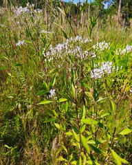Chromolaena laevigata