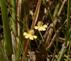 Utricularia chrysantha
