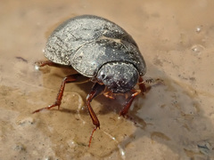 Hydrobius