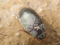 Hydrobius
