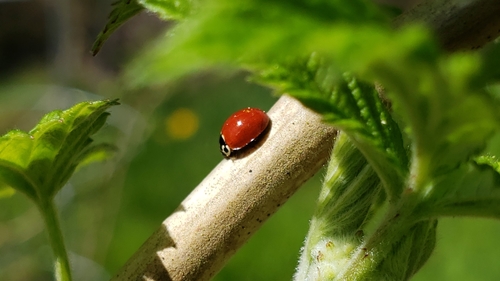Western Polished Lady Beetle (Cycloneda polita), a species recorded in Oregon