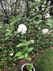 Viburnum carlesii