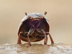 Hydrobius