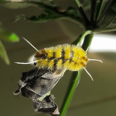 Lophocampa citrina