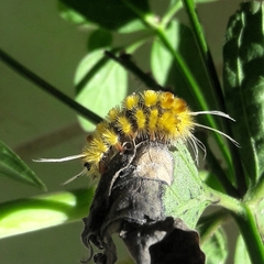 Lophocampa citrina
