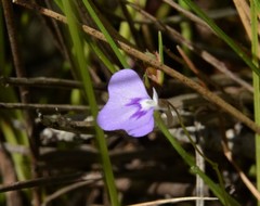 Utricularia leptorhyncha