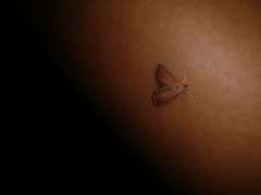 Lepidoptera