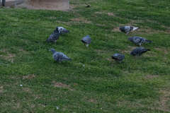Columba livia domestica