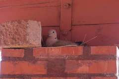 Streptopelia decaocto