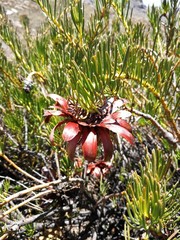 Protea witzenbergiana
