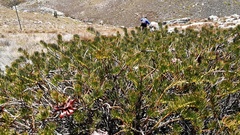 Protea witzenbergiana