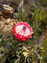 Protea magnifica