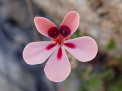 Pelargonium capillare