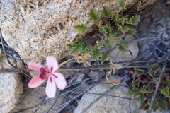 Pelargonium capillare