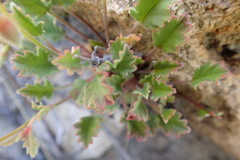 Pelargonium capillare