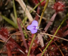 Utricularia leptorhyncha
