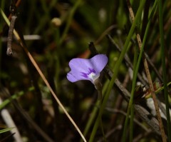 Utricularia leptorhyncha